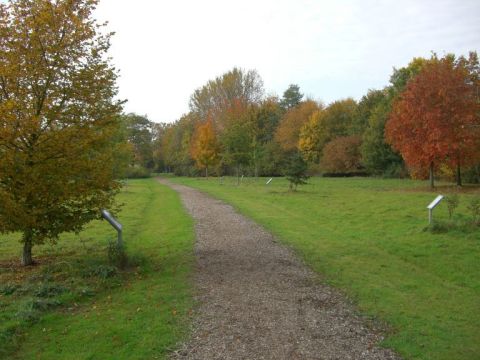 Baum des Jahres? Hier der Weg der Jahresbäume!